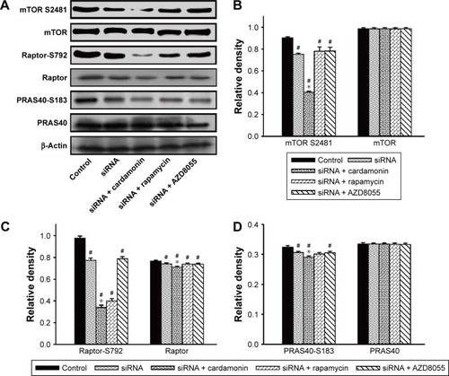 Figure 6 Cardamonin downregulated the phosphorylation of mTORC1-specific binding proteins.