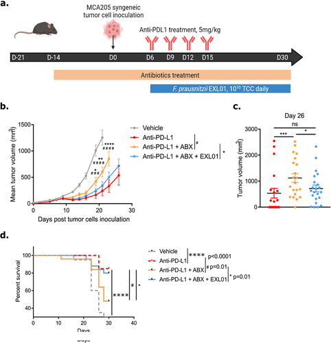 Figure 3. F. prausnitzii EXL01strain restores anti-tumor response to ICI in presence of ABX-induced gut microbiota perturbation.