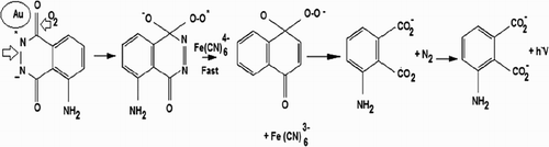 Scheme 1. The mechanism of CL reaction of luminol-ferricyanide in the presence of AuNPs.