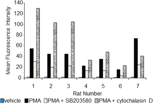 Figure 4.  Flow cytometric-based respiratory burst results. Whole blood from Sprague Dawley rats (n = 7, x-axis) was incubated for 1 h in the absence or presence of 20 µM SB203580 or 5 µg/mL cytochalasin D, prior to addition of respiratory burst stimulant, PMA. Data are presented as MFI (y-axis). Even though data is presented in an uncalculated format (i.e. percent inhibition or fold change), standard deviation is not represented since samples were only analyzed in duplicate.