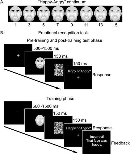 Figure 1 Stimuli and procedure of the emotional recognition task. (A) A demonstration of a “happy-angry” continuum. The prototypical happy face and the prototypical angry face from the same identity are the endpoints of the continuum. Fifteen equally spaced face images are generated. (B) The procedure of the emotional recognition task. The upper one demonstrates a typical trial in the pre-training and post-training test phases. No feedback is provided. The lower one demonstrates a typical trial in the training phase. Feedback is provided after the participant’s response.