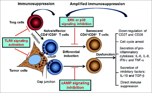 Figure 1. Reversal of T cell senescence induced by tumor and Treg cells in the tumor microenvironment for tumor immunotherapy. Both tumor cells and Treg cells can induce naïve/effector T cell senescence in the tumor microenvironment. Tumor-derived cAMP can be transferred from tumor cells to responder T cells via gap junction and is responsible for tumor-induced T cell senescence. Senescent T cells develop significant phenotypic alterations and exhibit suppressive function, which further amplify immune suppression mediated by Treg and tumor cells. Activation of TLR8 signaling in Treg and tumor cells, as well as the combinations with MAPK and cAMP signaling inhibition can prevent the induction of responder T cell senescence.