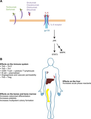 Figure 1 Signaling and activity of IL-6.