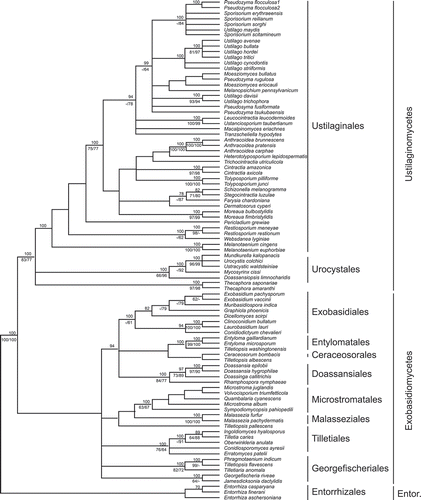 Fig. 2. Phylogenetic relationship among different members of Ustilaginales. Note the close relationship between Pseudozyma flocculosa and Ustilago maydis in the upper clade. (Adapted from Begerow et al., Citation2000.)
