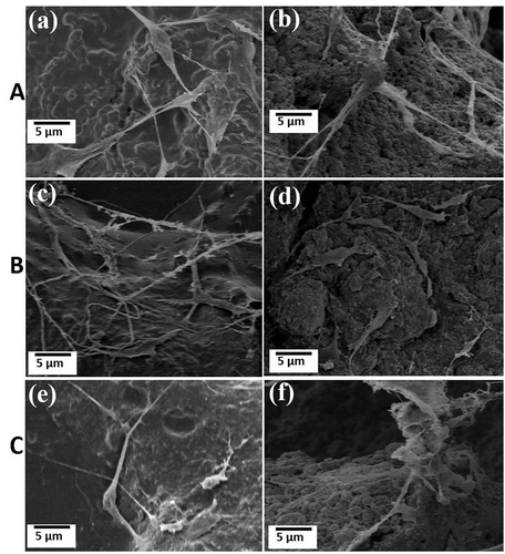 Figure 10. FE-SEM micrographs of hMSCs in fabricated HAp-COL and HAp-COL/HAp composite scaffolds at 50% compressive rate and sintering at 1000°C (A), 1100°C (B) and 1200°C (C) up to 7 days of culture. Here, (a), (c), (e), and (b), (d), (f) indicate HAp-COL and HAp-COL/HAp composite scaffolds, respectively.