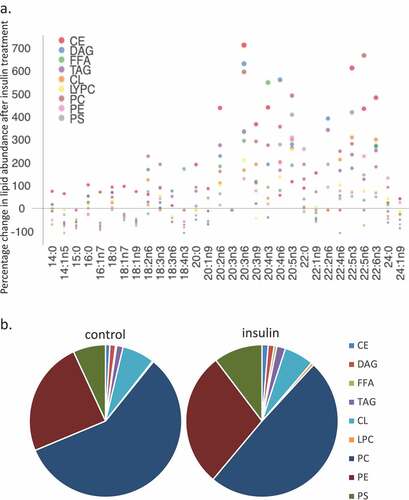 Figure 2. Whole cell lipidome of control and Lipid Body-rich RBL2H3. RBL2H3 were grown for 6d with insulin-FDI. Individual major lipid species were separated by high performance liquid chromatography (HPLC) and fatty acid methyl esters (FAME) from each class were produced and subsequently analyzed by GC/MS. A. Percentage changes in phospholipids, acylglycerols, and free fatty acids as constituents of mast cell lipid bodies. The change is a measure of insulin treated mast cell values minus control cell values divided by the control cell values and multiplied by 100 during the same experimental period. Each color represents a measured species: CE (cholesterol-fatty acid ester), DAG (diacylglycerol), FFA (free fatty acids), TAG (triacylglycerol), CL (cardiolipin), LYPC (lysophosphatidylcholine), PC (phosphatidylcholine), PE (phosphatidylethanolamine), PS (phosphatidylserine). The marker size and position correspond to the percentage change of that lipid, with larger markers and distance from the horizontal axis representing more significant differences between control and insulin-treated samples. B. Proportional representation (by percentage) of lipid classes in control and insulin (6d) treated RBL2H3. C, D. Insulin effects on lipid levels (nmol per billion cells) in the indicated classes. Data are presented on two graphs due to differences in y-axis scaling.