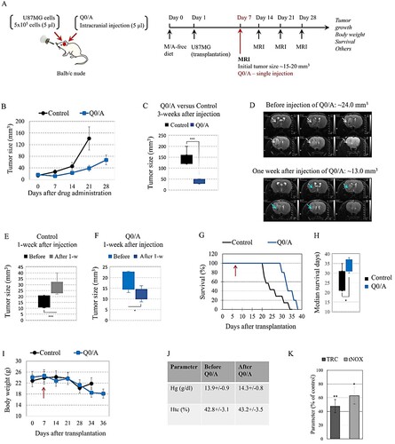 Figure 1. Effects of coenzyme Q0/ascorbate (Q0/A) on tumor growth, body weight, and survival of cancer-bearing mice:(A) Experimental design. (B) Effect of single intracranial injection (5 μl) of Q0/A on tumor growth in the brain of U87MG glioblastoma-grafted mice, detected by T2-weighted magnetic resonance imaging (MRI) within 35 days after cell transplantation and 28 days after drug administration (70 μg/7 mg of Q0/A per kg body weight). The drug was administered on day 7th of the brain cell transplant, when the tumor size was 14.2 ± 4.5 mm3 in the control group and 18.3 ± 4.3 mm3 in the Q0/A-treated group. Number of mice in each experimental group: Control group (n = 7); Q0/A-treated group (n = 5). Data means ± SD from 3 mice at each time point. (C) Comparison of tumor size between control group and Q0/A-treated group, measured 3 weeks after intracranial injection of saline solution or Q0/A, respectively (***p < 0.001 versus control group). (D) Representative T2W magnetic resonance images of tumor size in the brain obtained before injection and one week after intracranial injection of Q0/A. Tumor size decreased twice after Q0/A treatment. (E) Comparison of tumor size in the control group, detected before and 1 week after intracranial injection of saline solution (***P < 0.001 versus before injection). (F) Comparison of tumor size in the Q0/A-treated group, detected before and 1 week after intracranial injection of Q0/A (*p < 0.05 versus before injection). (G) Effect of single intracranial injection of Q0/A on survival of glioblastoma-grafted mice. Red arrow indicates the time of injection (day 7th after cell transplantation). Data are means ± SD from 7 mice in the control group and 5 mice in the Q0/A-treated group. (H) Median survival of mice in the groups described in (F) (*p < 0.05 versus control group). (I) Dynamics of body weight of control and Q0/A-treated glioblastoma-grafted mice. Red arrow indicates the time of injection (day 7th after cell transplantation). At each time point, the data are means ± SD from 2 to 7 mice in the control group and 2–5 mice in the Q0/A-treated group, depending on their survival.(J) Hematological parameters analyzed in mice before and after intravenous administration of Q0/A (140 μg/14 mg per kg body weight) in healthy mice. Data are means ± SD from 3 mice in each group with three measurements for each specimen. (K) Ex vivo analysis of: (i) total reducing capacity (TRC); (ii) and expression of tNOX in the brain tissues isolated from Q0/A-treated glioblastoma-bearing mice. Data are means ± SD from 3 mice in each group with three measurements for each specimen. Tissue and blood specimens were collected 1-week after the start of Q0/A administration and 2-weeks after cell transplantation. Samples isolated from untreated mice were used as controls. Data are expressed as % of the respective control. *p < 0.05, ***p < 0.001 versus untreated (control) group.