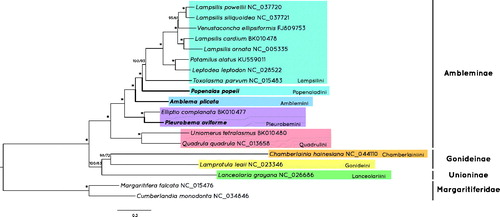 Figure 1. Bayesian Inference phylogenetic tree of the concatenated protein coding and rRNA genes of the available mitogenomes of Ambleminae and two outgroup taxa. Values in branches represent the Bayesian posterior probabilities percentage obtained by MrBayes and the bootstrap support values from IQ‐Tree. Values above 95% for both are replaced with an *.