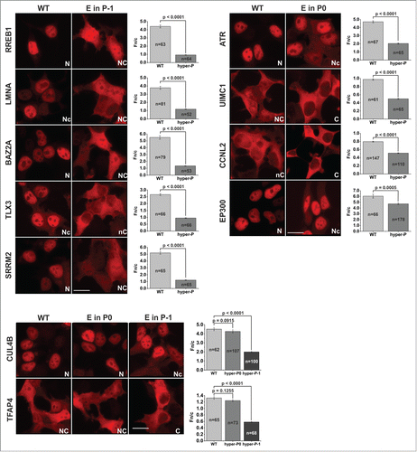 Figure 3. Evaluation of the proteins identified by computational analysis: cellular screens for NLS activity. Localization patterns of selected proteins selected based on proteome-wide analysis. DNA corresponding to NLSs was cloned into the pGal-DsRed reporter system, and localization was tested in 293T cells. P-mimicking mutations at the appropriate Ser/Thr position in most cases significantly reduced nuclear accumulation. Scale bar represents 20 μm.