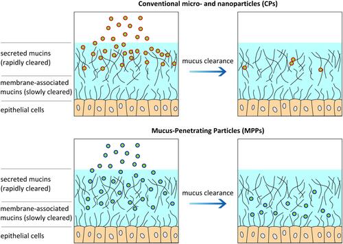 Figure 2 Schematic diagram showing the difference between conventional micro and nanoparticles gaining access to surface epithelial cells as compared with mucus penetrating particle technology. Mucus penetrating particles are engineered to effectively penetrate mucus and prevent entrapment of drug particles by mucins. Reproduced with permission from Mary Ann Liebert, Inc. publishers. Popov A. Mucus-penetrating particles and the role of ocular mucus as a barrier to micro- and nanosuspensions. J Ocul Pharmacol Ther. 2020;36(6):366–375.Citation24