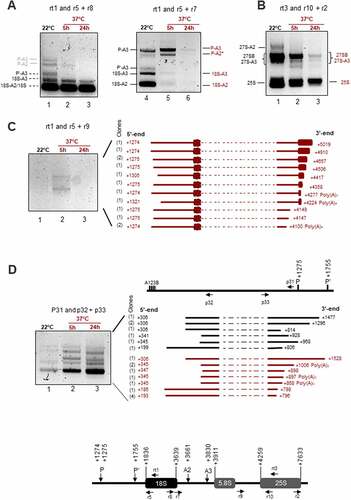 Figure 5. cRT-PCR amplifications to detect rRNA transcripts and products upon heat stress. The upper schemes represent a 45S rRNA sequences to show positions of primers used for cRT-PCR amplifications. cRT-PCR was performed on circularized RNAs from non-treated (22°C) or heat treated (37°C for 5 h or 24 h) seedlings with primers rt1, rtt3, or p31 for RT, and A) primers pairs r5+ r8 and r5+ r7, B) r10+ r2, C) r5+ r9, and D) p32+ p33 for PCR amplifications. Circular RT-PCR amplification products detected at 22°C and 37°C and identified by sequencing are respectively represented in black and in red. cRT-PCR products deduced by sizes are labelled in grey. The products sequenced after cRT-PCR reactions with rt1/r5+ r9 and p31/p32+ p33 are represented. Given that the primers used are divergent, part of the cDNA obtained from each circularized rRNA transcript (dotted lines) is absent from the final circular RT-PCR products. For each rRNA transcript, the 5’ and 3’ end positions are indicated. The number of sequenced clones are indicated on the left between brackets.