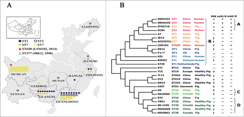 Figure 1. (A) Geographic distribution and sequence types of human S. suis isolates from 2006-2016 in this study. One symbol represents an isolate. Closed symbols denote isolates collected in this study, and open symbols denote isolates reported by literatures or MLST database. (B) The phylogeny of 26 completely sequenced S. suis strains. The Maximum likelihood tree was estimated by the SNPs of a core genome contained 885 genes. Bootstrapping was conducted using 500 replicates. The SC84 strain of S. suis was used as a reference. The label of each branch orderly showed the sequence type, the country and the host from which the S. suis strain was obtained. Then it marks whether or not the strain harbors the 89K PAI, salKR or nisKR (+ : the complete 89K PAI is included, salKR or nisKR; − : the complete 89K PAI is absent, salKR or nisKR; T : partial of 89K PAI associated region is detected).