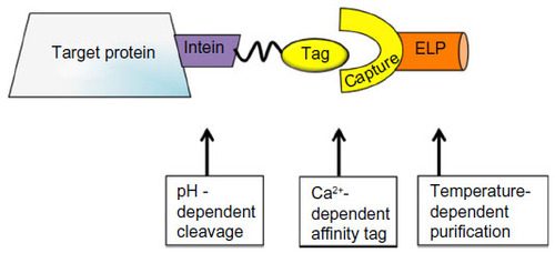 Figure 2 Non-chromatographic purification of target protein, incorporating pH-dependent intein cleavage, Ca2+-dependent affinity binding, and temperature-dependent purification by ELP aggregation.