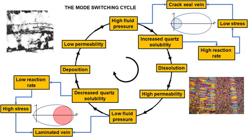 Figure 7. Mode-switching cycle. Starting with a rock of low permeability, an imposed fluid flux results in relatively high fluid pressure (EquationEquation 13(13) ∇P2fluid=K1K2∇P1fluid+ρfluidg(1−K1K2)(13) ). This results in high rates of quartz solubility (EquationEquation 5(5) ∂[SiO2]∂t=−k+[SiO2](γH2OPH2Oγ0H2OP0H2O)2(5) ) leading to dissolution and higher permeability. This increase in permeability for the same fluid flux leads to low fluid pressure, decreased solubility and deposition, and the cycle repeats. In the high-fluid-pressure part of the cycle, the Mohr stress circle is moved to the tensile end of the yield envelope and the incremental opening of crack seal veins. In the low-fluid-pressure part of the cycle, the Mohr stress circle is moved to the cap end of the yield envelope and the incremental opening of laminated veins.