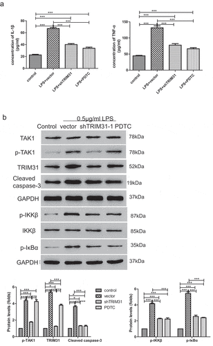 Figure 7. TRIM31 deletion blocked LPS-induced activation of NF-κB signaling pathway. (a): ELISA was used to measure the concentrations of IL-1β and TNF-α. (b) The protein levels of NF-κB signaling related protein were measured by Western blot