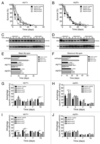 Figure 3. SNCA-induced toxicity is mitophagy dependent. (A and B) Chronological life span and (C and D) SNCA levels of atg11Δ and atg32Δ cells, respectively, expressing the vector control, the SNCA WT, the A53T or the A30P mutant under the control of the constitutive TPI1 promoter. Cell viability was measured at 2–3 d intervals beginning at the day that cultures achieved stationary phase (day 0) and is expressed as % survival compared with survival at day 0 (100%). The data represents mean ± SEM of six biological independent replicas. (E and F) Mean (50% survival) and maximum (10% survival) chronological life spans were determined from curve fitting of the survival data (A and B) (from pair matched, pooled experiments) with the statistical software Prism (GraphPad Software). Significance was determined between wild-type cells and atg11Δ or atg32Δ cells expressing vector control or SNCA variants (*). The significance determined between cells expressing the vector control or SNCA variants within each strain (wild-type, atg11Δ or atg32Δ) was also determined (#). The alkaline phosphatase assay was performed to assess (G and H) autophagy or (I and J) mitophagy in atg11Δ or atg32Δ cells, respectively. The error bars represent the standard error of the mean (SEM). Significance of the data was determined by two-way ANOVA (#p < 0.05; *p < 0.05; **p < 0.01; ***p < 0.001).