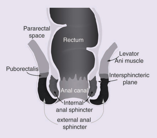 Figure 1.  Anorectal anatomy.