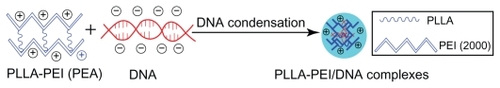 Figure 5 Possible structure of complexes formed from plasmid DNA condensation using PLLA-polyethylenimine (poly[ester amine]) copolymers.Abbreviations: PLLA, poly(L-lactide); PEI, polyethylenimine; PEA, poly(ester amine).