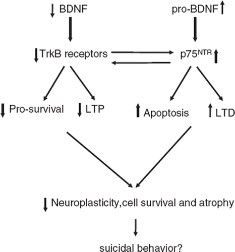 Figure 1. Postulated hypothesis for the role of BDNF and p75NTR in suicidal behavior. Reductions in BDNF and TrkB and up-regulation of pro-BDNF and p75NTR may cause altered structural and neural plasticity, which may be crucial in the etiology and pathogenesis of suicidal behavior (BDNF = brain-derived neurotrophic factor; LTD = long-term depression; LTP = long-term potentiation; p75NTR = pan75 neurotrophin receptor; TrkB = tropomycin receptor kinase B).