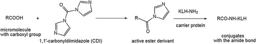 Figure 2. Synthesis of OA-protein conjugates.