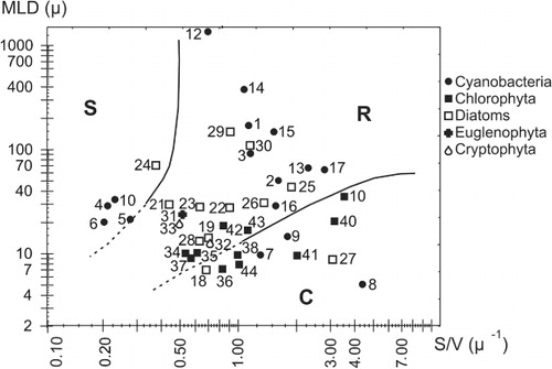 Figure 7 C, S and R life strategies of the most representative species of phytoplankton from San Miguel del Monte Lake as a function of morphology (MLD, maximum linear dimension; SA/V, ratio of surface area to volume). The solid lines delimit the zone of each strategy according to Reynolds (Citation1996); the dotted lines are a suggestion. The species' labels refer to the list of taxa in Table 2.