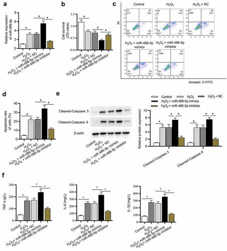 Figure 3. Downregulation of miR-486-5p ameliorates H2O2-induced L02 cell injury. (a) The expression of miR-486-5p in each group was determined by RT-qPCR. (b) Cell proliferation in each group was assessed by CCK-8. (c-d) Cell apoptosis in each group was detected by flow cytometry analysis. (e) The levels of proapoptotic proteins were measured using western blot analysis. (f) The levels of inflammatory cytokines were detected using ELISA. *P < 0.05