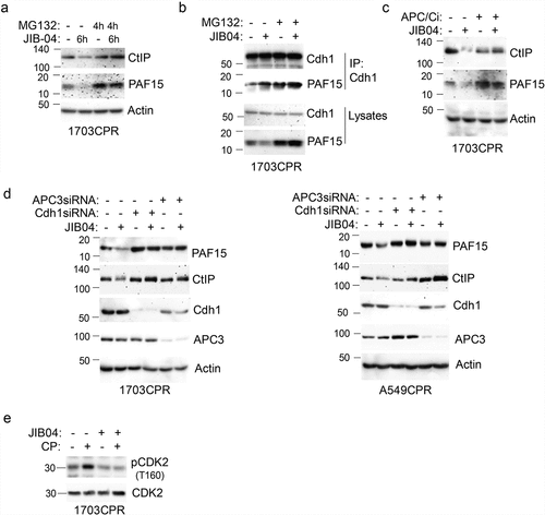 Figure 8. JIB04 induces APC/Cdh1-dependent degradation of CtIP and PAF15. a. 1703 CPR cells were treated with JIB04 (2 µM) for 6 h ± MG132 (10 µM) for 4 h and blotted. b. Lysates were IP’ed with Cdh1 antibodies and blotted for the indicated proteins. c. Cells were treated with JIB04 ± TAME (APC/Ci, 10 µM) for 6 h. d. Cells transfected with APC3 or Cdh1 siRNA were treated with JIB04 for 6 h and blotted. e. Cells were treated with CP and/or JIB04 for 24 h. Lysates were immunoblotted for the indicated proteins.