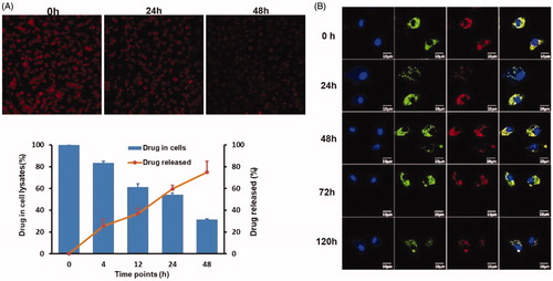 Figure 3. In vivo release profile of DOX from DOX@M1-NPs. (A) Visual observation of DOX@M1-NPs under fluorescent microscopy at 0, 24, and 48 h. (B) Quantification of DOX released from M1 macrophages and remained in them. (C) Distribution of DOX@NPs in M1 macrophages at different time points. Blue color showed cell nuclear staining with DAPI; green color represented lysosome, and red color indicated DOX, while yellow color stood for the colocalization of lysosome and DOX.