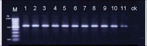 Fig. 2. Agarose gel showing amplification of ITS fragments from isolates of Phoma macdonaldii. Lanes 1–11: isolates of P. macdonaldii. Ck: negative control. M: 100bp DNA Ladder Plus (Shanghai Biotechnology CO., LTD. China).