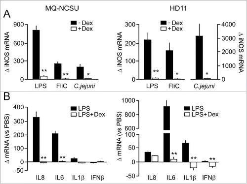 Figure 5. Effect of GC-treatment gene TLR- and C. jejuni-induced gene transcription in chicken macrophages. (A) MQ-NCSU and HD11 cells pre-incubated (17 h) with or without dexamethasone were stimulated with LPS (100 ng/ml) or flagellin (FliC, 1 µg/ml) for 16 h or with live C. jejuni (2 × 105) for 8 h. Then, real-time RT-qPCR was performed on mRNA isolated from the cells to measure differences in iNOS mRNA levels between the Dex-treated and control cells. (B) Fold difference in the indicated inflammatory gene transcript levels in the GC-treated and non-GC treated cells after stimulation with LPS (100 ng/ml, 16 h). All results are expressed as the mean ± SEM fold difference in the transcript levels between the Dex-treated ands control cells (n = 3). For each response significant differences between Dex-treated and control cells are indicated: **P < 0.001; *P < 0.05.