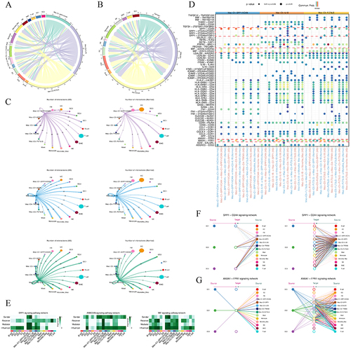 Figure 9 Cell-cell communications analysis in AS. (A-B) Chord plots shows interactions between among different macrophage states/subtypes. Each node indicated a different cell type; each width of the edge indicated a number of interaction pairs between cell types. (C) Circle plots displayed the significant ligand-receptor pairs between AS versus normal groups, which contribute to the signaling from Mac-C1-SPP1/VCAN, Mac-C3-IL1B, and Mac-C5-FLT3LG to other cells. (D) Bubble plots showing the ligand- receptor pairs of Mac-C1-SPP1/VCAN, Mac-C3-IL1B, and Mac-C5-FLT3LG as ligands and all macrophage subtypes as receptors between AS and Normal groups. (E) Macrophage cell subtypes with three immune-related signaling pathways (SPP1, ANNEXIN, and MIF signaling pathways) play different roles in AS. (F-G) Macrophage cell subtypes have diverse ligand-receptor patterns in SPP1-CD44 signaling, and ANXA1-FPR1 signaling pathways.