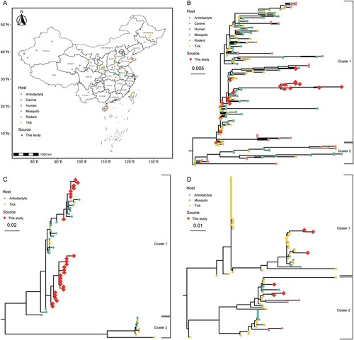 Figure 3. Records of A. bovis from NCBI nucleotide database distribution and phylogenetic analysis. (A) China map depicted A. bovis distribution situation. Colour of circle represent host of this record. Red rhombi represent records from this study. (B) Phylogenetic tree based on 16S rRNA. Colour of circle represent host of this gene. Red rhombi represent records from this study (C) Phylogenetic tree based on gltA gene. (D) Phylogenetic tree based on groEL gene.
