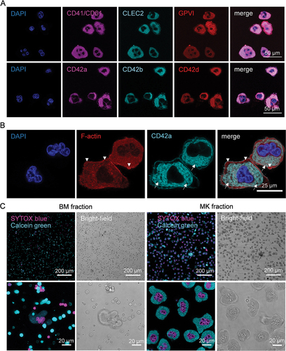 Figure 3. Representative confocal images of purified MKs. (A) MKs were stained for CD41/CD61 CLEC-2, GPVI, CD42a, CD42b, CD42d and the nucleus after enrichment. Scale bar represents 50 µm. (B) Staining of F-actin (Phalloidin-Atto 647) and CD42a of MKs in the enriched fraction. Arrows point to the well-developed DMS. Arrowheads to the F-actin rich peripheral zone. Scale bar represents 25 µm. (C) Live cell staining with SYTOX blue (cell permeability) and Calcein Green (enzymatic activity, viability) of cells in the BM and MK enriched fraction. Depicted is the fluorescent signal and the corresponding bright-field image of an overview and an image of higher magnification.