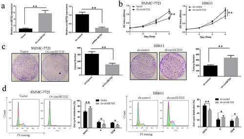 Figure 2. Overexpression of circSETD2 can affect liver cancer cells’ proliferation and cell cycle. (a) qRT-PCR was used to detect the overexpression or knockdown effects of circSETD2 on the expression level of circSETD2 in liver cancer cells (SMMC-7721 and HB611). (b) CCK-8 was used to detect the knockdown effect of circSETD2 on the proliferation of liver cancer cells (SMMC-7721 and HB611). (c) Colony formation experiment was used to measure the effect of circSETD2 knockdown on the proliferation of liver cancer cells (HB611 and SMMC-7721) and colony formation ability. (d) Influence of circSETD2 knockdown on the cycle distribution of liver cancer cells (SMMC-7721 and HB611) identified by flow cytometry. **p < 0.01, *p < 0.05.