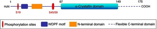Figure 1 Schematic representation of the structure of the CRYAB protein (including the N-terminal domain, the flexible C-terminal domain, the WDPF domain, and the α-Crystallin protein domain, and the serine (S) phosphorylation site).
