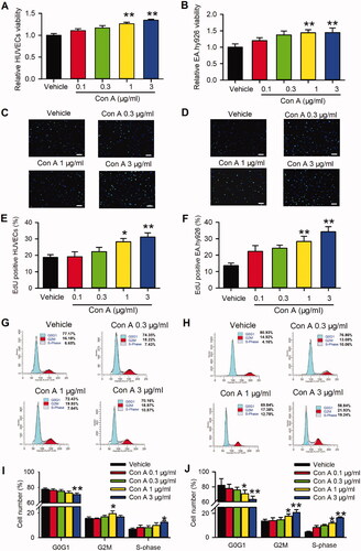 Figure 2. Effects of Con A on cell proliferation in HUVECs and EA.hy926 cells. Relative of cell viability in HUVECs (A) and EA.hy926 cell (B) treated with vehicle (PBS) or Con A (0.1, 0.3, 1, 3 μg/mL) using MTT assay. Immunofluorescent staining graphs of EdU in HUVECs (C) or Ea.hy926 cells (D) treated with vehicle (PBS) or Con A (0.3, 1, 3 μg/mL). Percentage values of EdU positive nuclei in HUVECs (E) or EA.hy926 cells (F) treated with vehicle (PBS) or different concentrations of Con A (0.1, 0.3, 1, 3 μg/mL). Flow cytometry graphs showing the distribution of cell cycle phases treated with vehicle or Con A (0.3, 1, 3 μg/mL) in HUVECs (G) or EA.hy926 cells (H). Percentage values of cell cycling population at different phases in HUVECs (I) or EA.hy926 cells (J) treated with Con A (0.1, 0.3, 1, 3 μg/mL) for 24 h (n = 5, *p <0.05, **p <0.01 vs. vehicle).