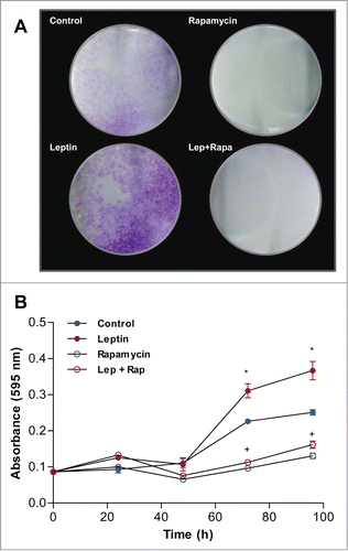 Figure 6. Leptin stimulates IEC-6 cell proliferation in a mTOR dependent manner. Cells were incubated with leptin (20 nM) in the absence or presence of rapamycin (20nM). After incubations the cells were incubated with Crystal Violet. (A) Image of the plate wells of cells treated for 120 h. (B) Quantification of the Crystal Violet stain absorbance after extracting it from the culture plates in different time points. (*) represent significant differences between leptin treated and control; and (+) represent significant differences between leptin treated and leptin plus rapamycin groups; according to the Student's T test when p < 0.05.