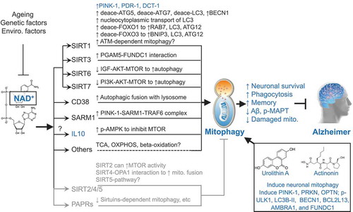 Figure 1. Schematic representation of how NAD+, urolithin A, and actinonin induce mitophagy, and inhibit Alzheimer disease (AD). Cellular NAD+ levels are reduced with ageing as well as affected by genetic and environmental (enviro.) factors. NAD+ is a cofactor of sirtuins (SIRT1 to SIRT7), CD38, SARM1, and PARPs. The nuclear SIRT1, SIRT6, SIRT7, mitochondrial SIRT3, CD38, and SARM1 induce mitophagy/autophagy. NAD+ may induce mitophagy through other pathways such as through the induction of the mitophagy inducer IL10 and fundamental metabolic pathways. Increased NAD+ may also inhibit autophagy/mitophagy through cytoplasmic SIRT2, mitochondrial SIRT4, mitochondrial SIRT5, and the DNA damage sensor PARPs. One reasonable explanation is that a robust NAD+-dependent mitophagy induction and a mild NAD+-dependent mitophagy inhibition give an outcome of a remaining robust induced mitophagy. UA and AC are robust mitophagy inducers, both inducing expression of mitophagy/autophagy proteins such as PINK1, PRKN, OPTN, p-ULK1, LC3B-II, BECN1, BCL2L13, AMBRA1, and FUNDC1. Results marked in blue are from the current study. Results marked in dark (induction of mitophagy) and gray (inhibition of mitophagy) are from previous publications. See manuscript for details and references. deace, deacetylated.