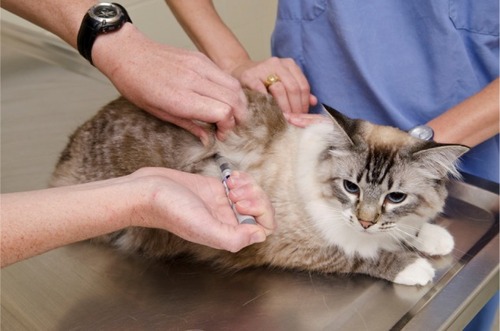 Figure 6 Cat sitting with minimal restraint for 5–10 seconds during simulated insulin administration.