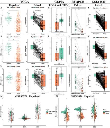 Figure 9 Stability of model gene expression at transcriptional level. Expression of C7 (A), CD5L (B) and SDS (C) in unpaired and paired pairs in the TCGA cohort; (D–F) Expression of C7, CD5L and SDS in the GEPIA database; (G–I) Expression of C7, CD5L and SDS in the GSE14520 dataset; (J–L) The expression of C7, CD5L and SDS was detected by RT-qPCR; Expression of C7, CD5L, and SDS in unmatched tissues in the GSE36376 (M) and GSE45436 (N) datasets. *P < 0.05, ***P < 0.001.