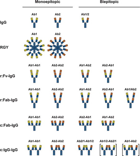Figure 1. Illustration of antibody formats in the present study. Yellow represents the variable region of Ab1, orange represents the variable region of Ab2, and blue represents constant regions. “r:” represents recombinantly linked formats, and “c:” represents chemically coupled formats. r:Fv-IgG variable domains were linked recombinantly using a 10-residue Gly-Ser linker (GGGGSGGGGS), r:Fab-IgG Fabs were linked recombinantly using a 7 residue Gly-Ser linker (GGGGSGG), and coupled formats c:Fab-IgG and c:IgG-IgG were linked with thiol chemistry through a bis-maleimido polyethylene glycol (BMPEG) linker containing 3 PEG units. The labels above the formats provide arbitrary designations for the monoepitopic (left hand side) and biepitopic (right-hand side) versions of each format. The bracketed formats were not characterized in the present study but are included in the illustration for completeness.