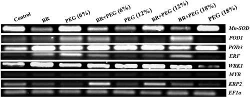 Figure 4. RT–PCR gene expressions of Mn-SOD, POD1, POD3, ERF, WRKY, MYB, and KRP2 in Linum usitatissimum L. seedlings under PEG-induced drought stress at 6%, 12%, and 18% with or without 24-epiBL(BR) application.