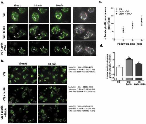 Figure 2. Leptin increases autophagosome area growth rate. Live cell imaging of differentiated murine adipocytes treated with leptin (100 ng/ml) without or with leptin receptor antagonist (SMLA 20 µg/ml – the latter was given 30 minute prior to recombinant leptin). CQ (10 μmol/l) was added as in Figure 1. Images are representative of three independent experiments performed in triplicates, with each well providing 23 images. Identification and quantification of images was done semi-automatically by Columbus software, and the mean value derived from each experiment was used to calculate the final comparison between experimental conditions. (a) Changes in CYTO-ID positive puncta (white arrows) in selected adipocytes over three time points. Right panel depicts the spots area as identified by the image analysis software. Scale bar, 5 μm. (b) Representative image (out of 23) and a summary of their changes in CYTO-ID spots parameters (spots number, spots area and total area) as measured by the software. Scale bar, 20 μm. (c) The change (∆ CYTO-ID positive puncta area) was calculated compared to the initial time-point from which CQ-mediated increase was observed (Follow-up time). (d) Growth rate (slope of graphs in C) of total cellular area of CYTO-ID positive puncta. ‘b’ = different from ‘a’ at confidence level of more than 95%.