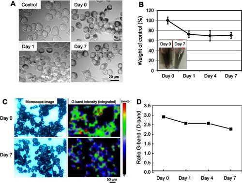 Figure 1 Degradation of SG-CNTs in RAW 264.7 macrophages. (A) DIC images of control RAW 264.7 cells incubated with SG-CNTs for 24 h (Day 0), and images taken on Day 1 and Day 7, obtained by confocal microscopy. CNTs appear as black spots. (B) The intracellular SG-CNT levels in RAW 264.7 cells at the indicated time points were estimated from the optical absorbance of the cell lysate at 750 nm. Data represent the percentages of SG-CNTs relative to the starting concentration (Day 0) and are expressed as the mean ± SD of three independent replicates. The insets show the cell lysates at Day 0 and Day 7. (C) Microscopy Raman mapping images of G-band intensities of SG-CNTs in RAW 264.7 cells fixed with glutaraldehyde at Day 0 and Day 7 (right), along with the corresponding microscopy images (left). (D) The ratio of G-band and D-band intensities for cell lysates obtained at each time point.Abbreviations: DIC, differential interference contrast; SG-CNT, super-growth carbon nanotube.