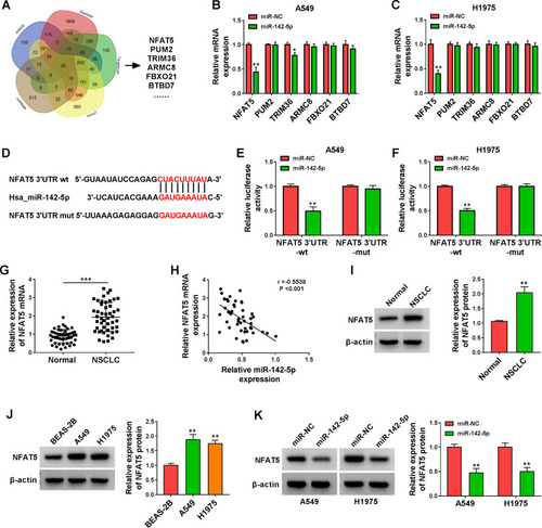 Figure 5 NFAT5 was validated as a direct target of miR-142-5p. (A) The targets of miR-142-5p predicted by bioinformatics (miRDB, Starbase, Targetscan, microT, and miRWalk) were analyzed by Venn. (B and C) Influence of miR-142-5p mimic on expression levels of NFAT5, PUM2, TRIM36, ARMC8, FBXO21, and BTBD7 in A549 and H1975 cells was assessed by qRT-PCR. (D) Schematic illustration showed the putative binding sites between NFAT5 3ʹUTR and miR-142-5p. (E and F) The putative binding sites between NFAT5 3ʹUTR and miR-142-5p were validated by dual-luciferase reporter assay. (G) QRT-PCR analysis of the expression of NFAT5 mRNA in NSCLC tissues. (H) Pearson’s correlation analysis revealed the correlation between miR-142-5p and NFAT5 in NSCLC tissues. (I and J) Western blotting revealed the protein level of NFAT5 in NSCLC tissues and cells. (K) Effect of miR-142-5p overexpression on the protein level of NFAT5 was assessed by Western blotting. *P < 0.05, **P < 0.01, and ***P < 0.001.