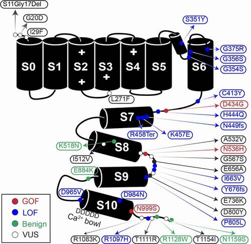 Figure 1. Graphic of the α subunit of the BK channel, annotated with all known patient mutations. The S0-S6 transmembrane domains represent the pore-forming portion of the subunit, while S7-S8 and S9-S10 comprise the Ca2+-sensitive RCK1 and RCK2 domains respectively. The + symbols in domains S2-S4 mark the location of residues conferring voltage-sensitivity. Mutation types are denoted by color. C413Y/N449fs is a double mutation in a single patient
