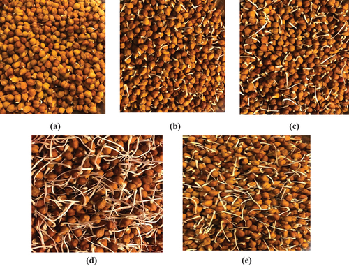 Figure 1. Black chickpea germinated for (a) 24 h (b) 48 h (c) 72 h (d) 96 h (e) 120 h.