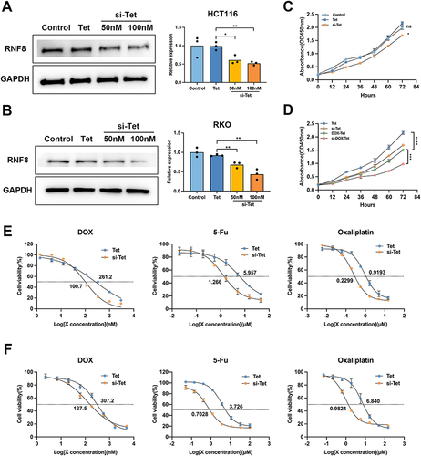 Figure 4 Effective Silencing of RNF8 by si-Tet. (A) HCT116 cells were treated with Tet, 50 or 100nM si-Tet, and RNF8 expression levels were analyzed by Western blot. (B) The silencing efficiency of RNF8 by si-Tet was determined by Western blot in RKO cells. (C) The proliferation of cells was evaluated using the CCK-8 assay. The concentration of both Tet and si-Tet was 50nM. (D) Analysis of proliferation of HCT116 cells with different treatments. The concentrations of DOX loaded to Tet and si-Tet are both 200 nM. (E and F) CCK-8 method was used to calculate the IC50 of three chemotherapeutic drugs to colon cancer cells. The E panel shows HCT116 cells and the F refers to RKO cells. * represents p<0.05, whereas **, *** and **** represent p<0.01, p<0.001 and p<0.0001, respectively. ns = no significance.