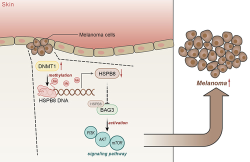 Figure 7. The mechanism graph of the regulatory network and function of DNMT1 in melanoma. DNMT1 enhances the malignant behaviours of melanoma cells and inhibits melanoma cell apoptosis and autophagy via the activation of the PI3K/AKT/mTOR pathway through repressing the binding between HSPB8 and BAG3.