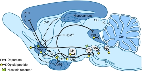 Figure 3 Opioid sites of action and addiction.